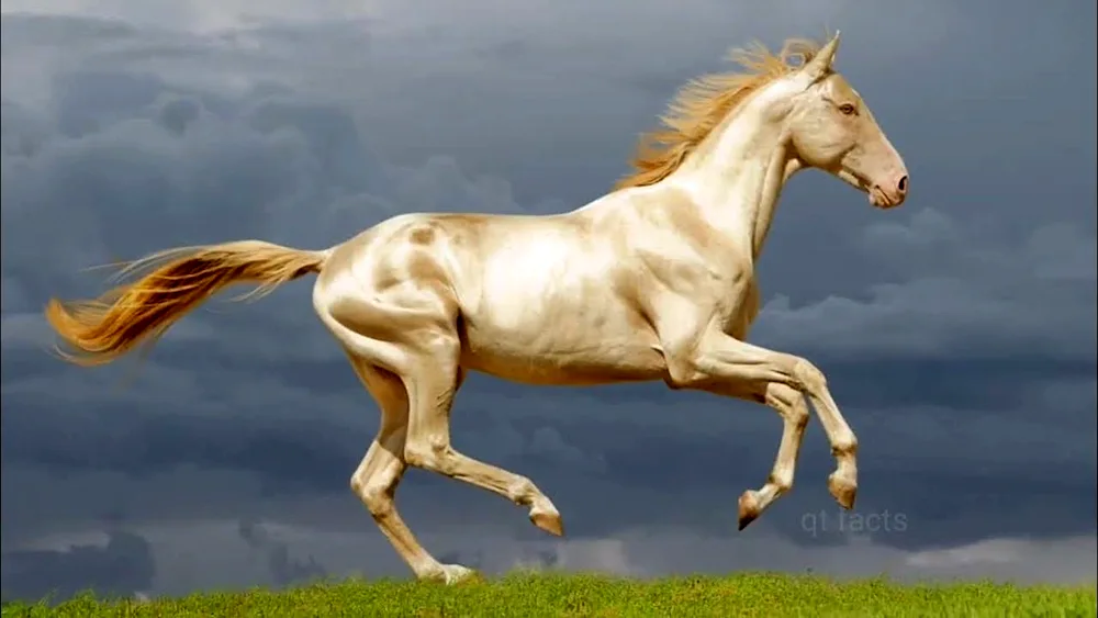 Akhal-Teke Horse