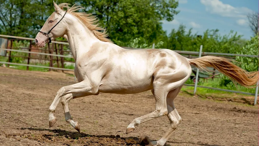 Akhaltekin horse breed