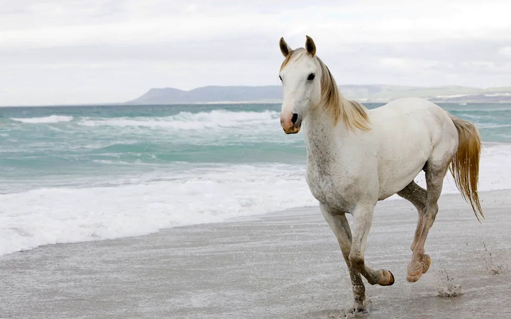 Akhal-Teke horse