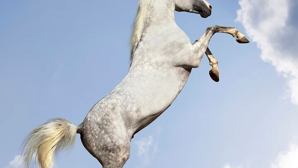 Horse on the rack
