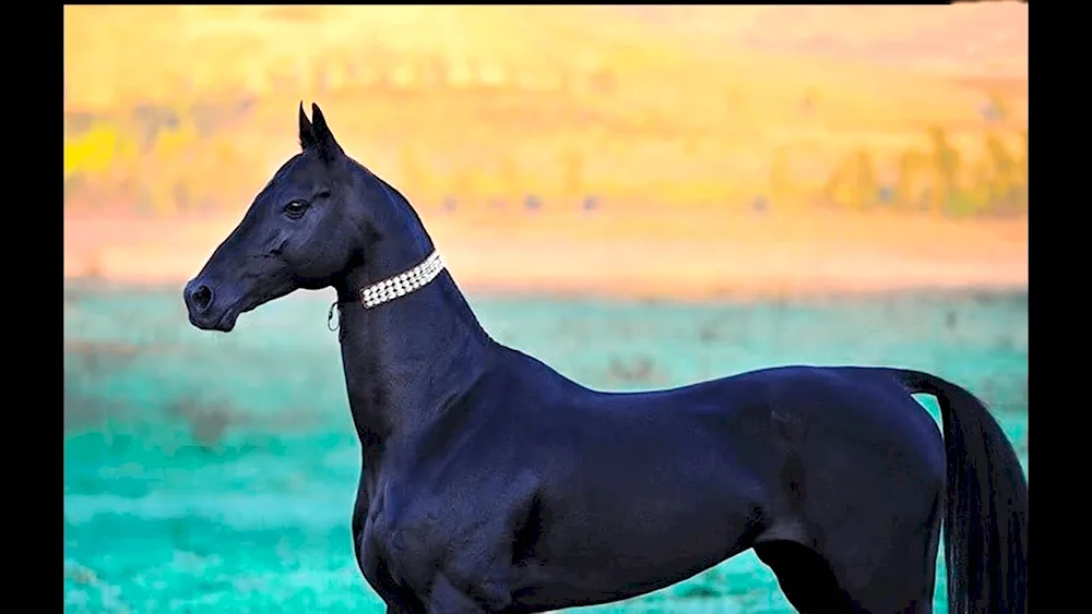 Akhal-Teke Isabella horse