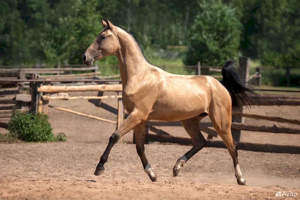 Akhaltekin horse Golden