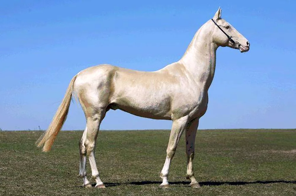 Akhal-Teke Isabella breed