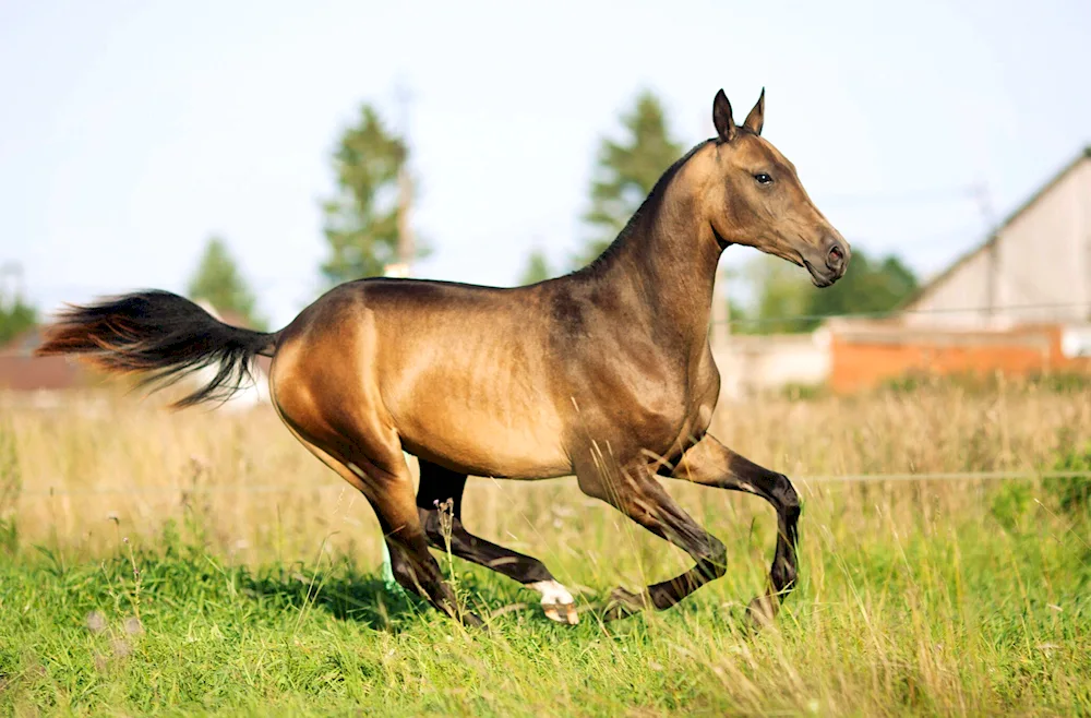 Akhal-Teke horse Tokhtamysh