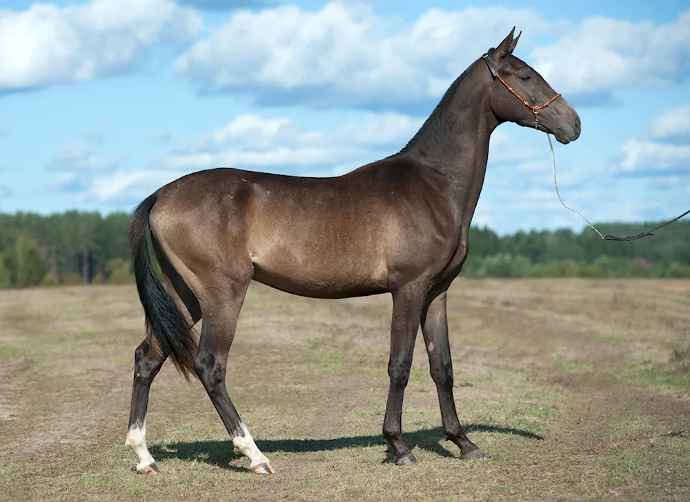 Akhal-Teke horse black