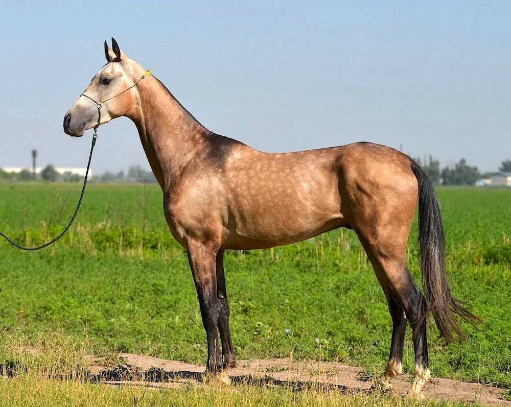 Akhaltekin Horse Isabellonian Horse Golden