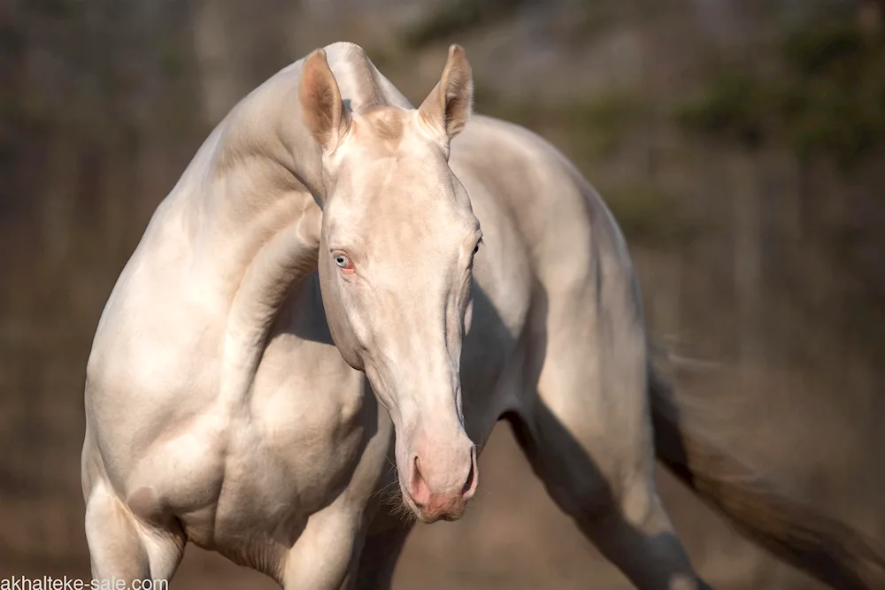 Breed Akhaltekin horse