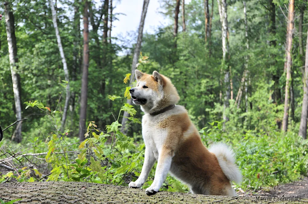 Akita inu