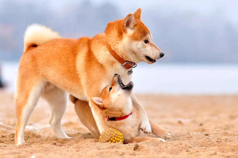 Akita and Shiba Inu