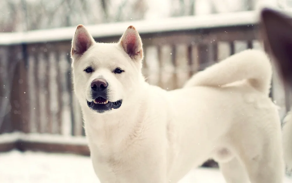 Akita Inu white