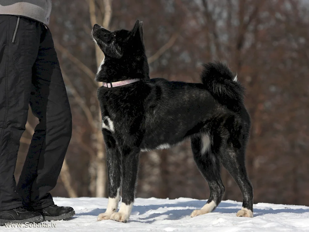 Akita Inu black