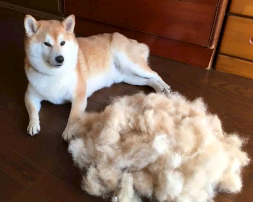 Brushing Spitzakita Inu Fluffy