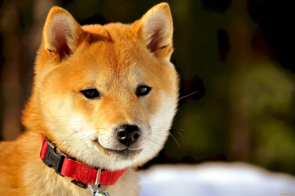 Akita inu