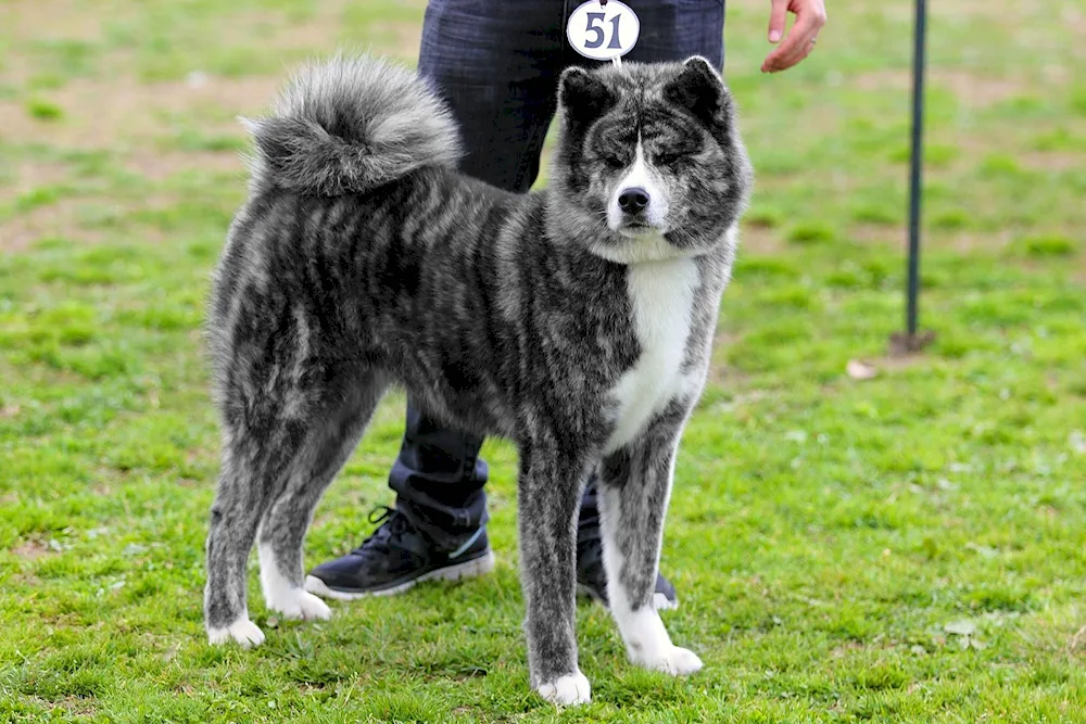 Akita inu grey