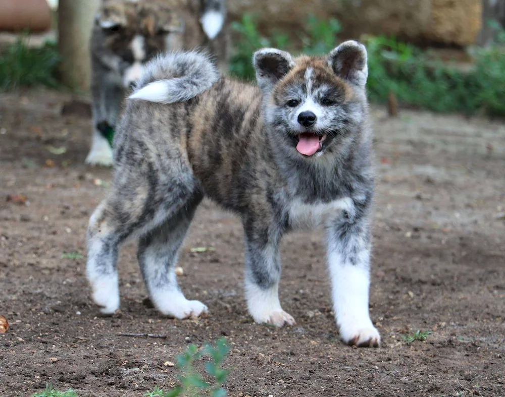 Akita inu tiger