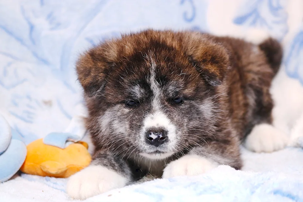 Japanese tiger Akita inu