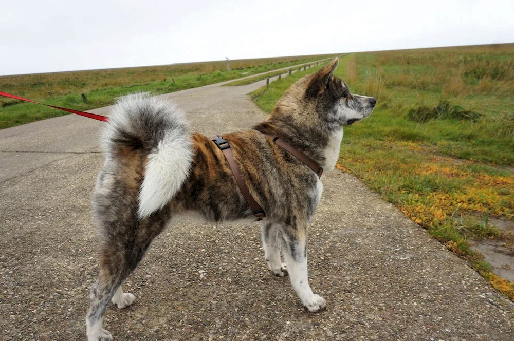 Japanese tiger Akita inu