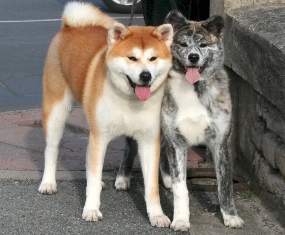 Akita inu tiger