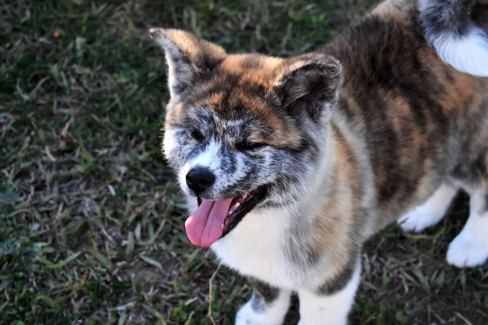 Akita inu tiger