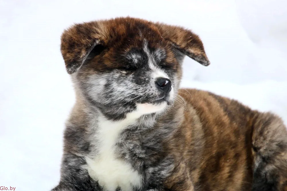 Japanese tiger Akita inu