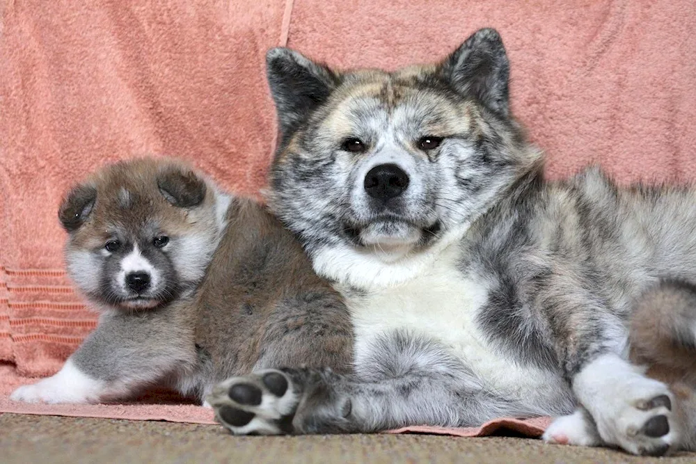 Akita inu tiger