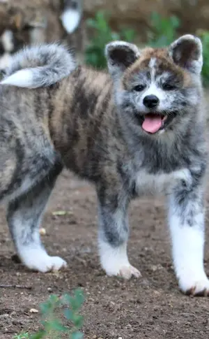 Akita inu tiger