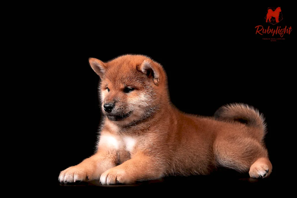 Shiba inu