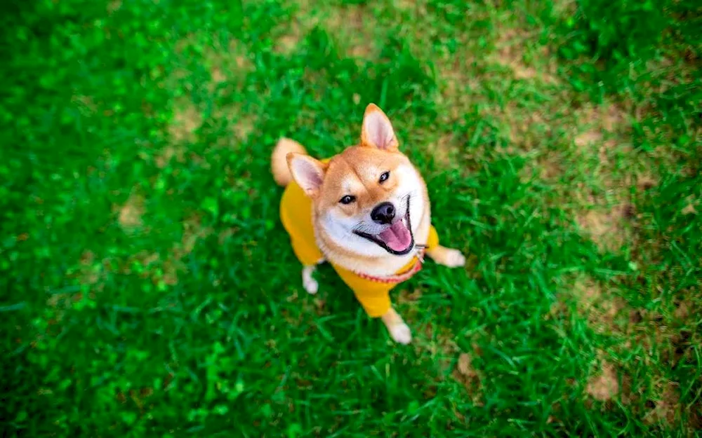 Shiba inu