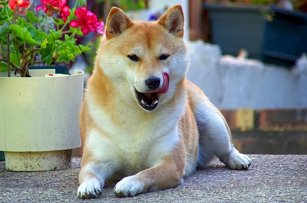 Akita inu