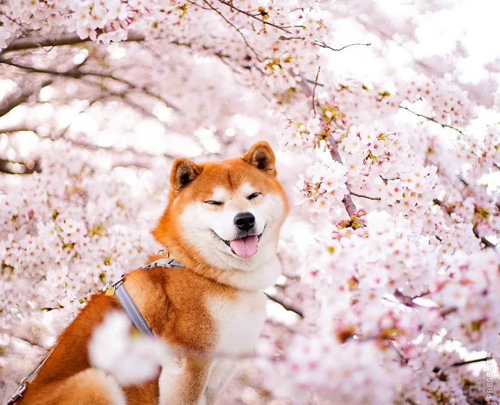 Akita inu