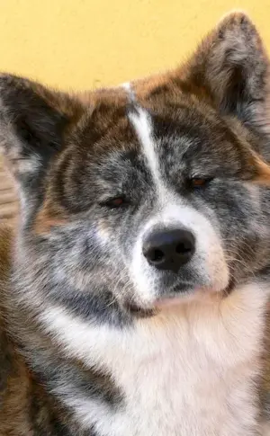 Akita inu