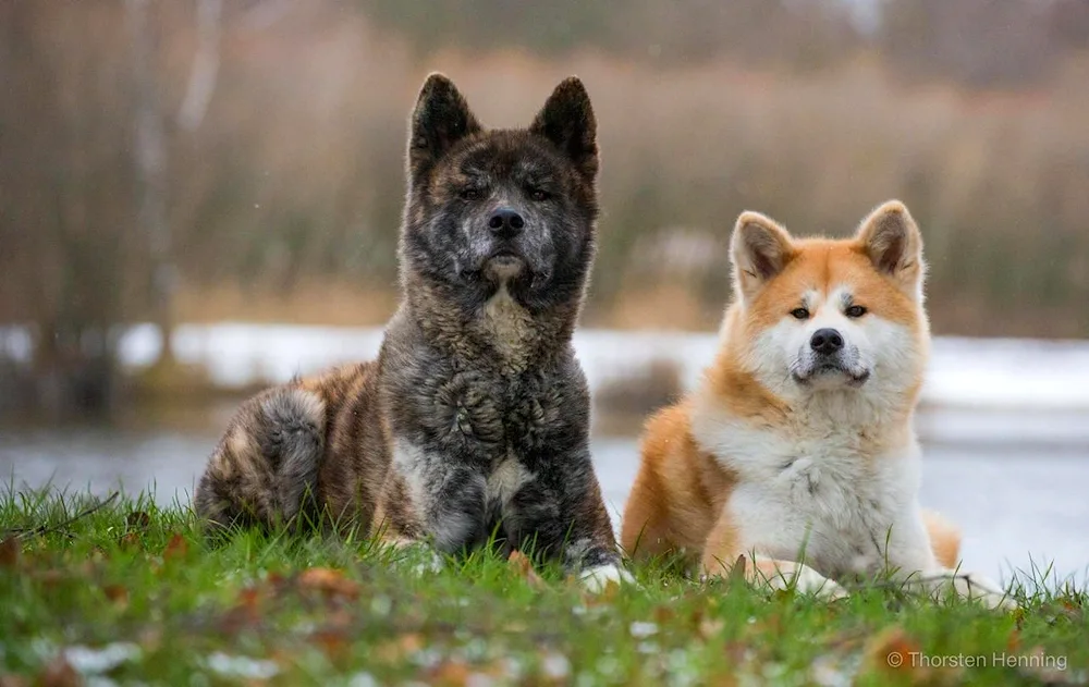 Akita inu