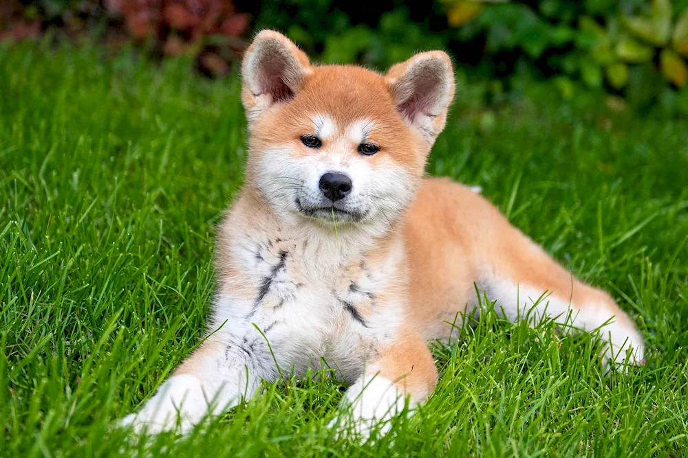 Akita inu