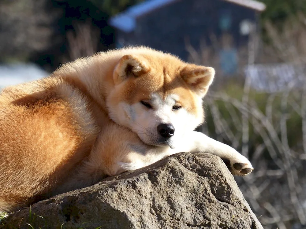 Akita inu