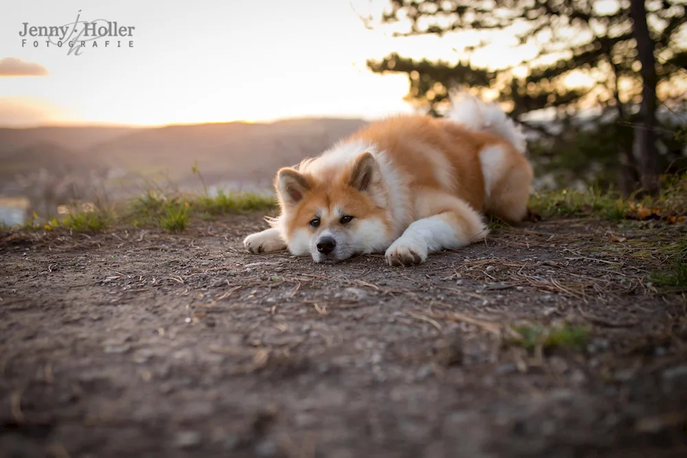 Akita inu