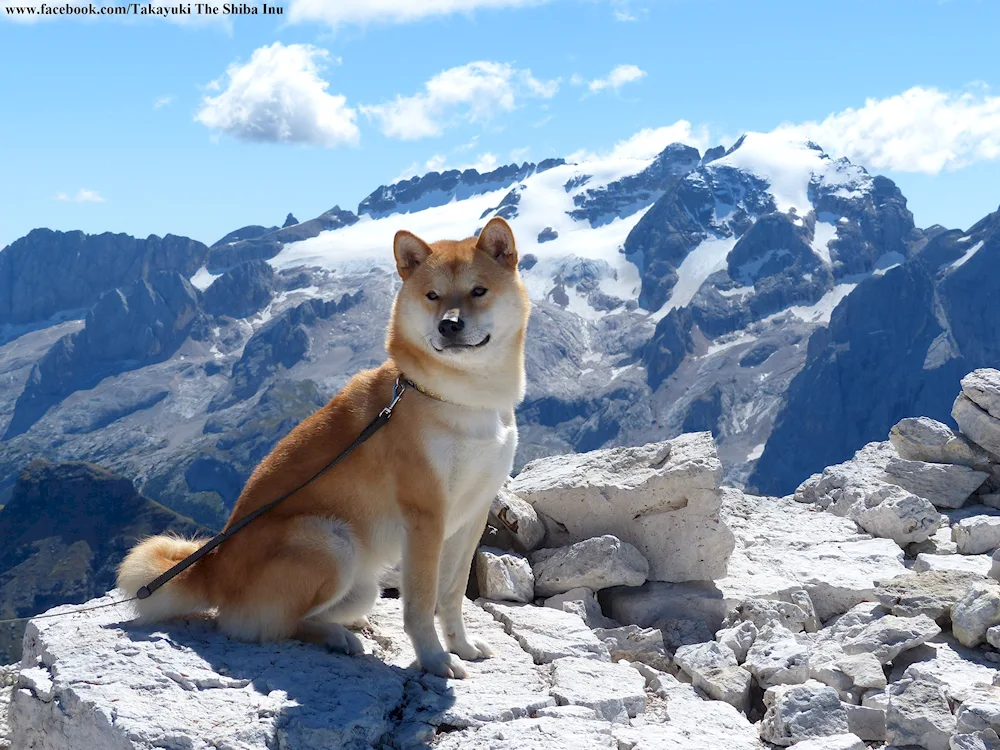 Akita inu