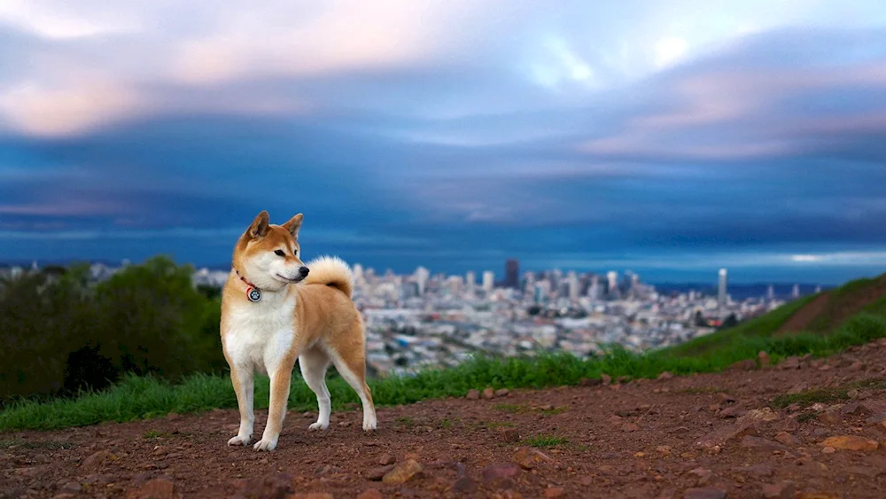 Akita inu