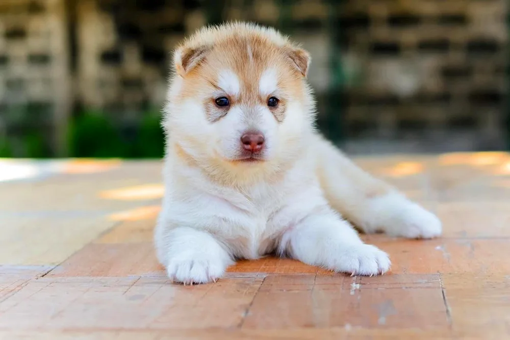 Akita inu