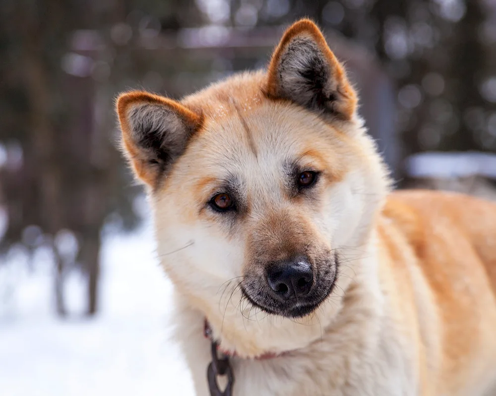 Akita Inu