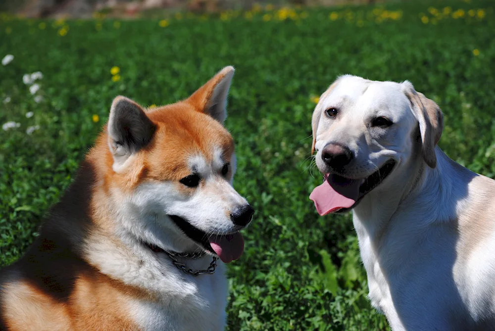 Akita inu