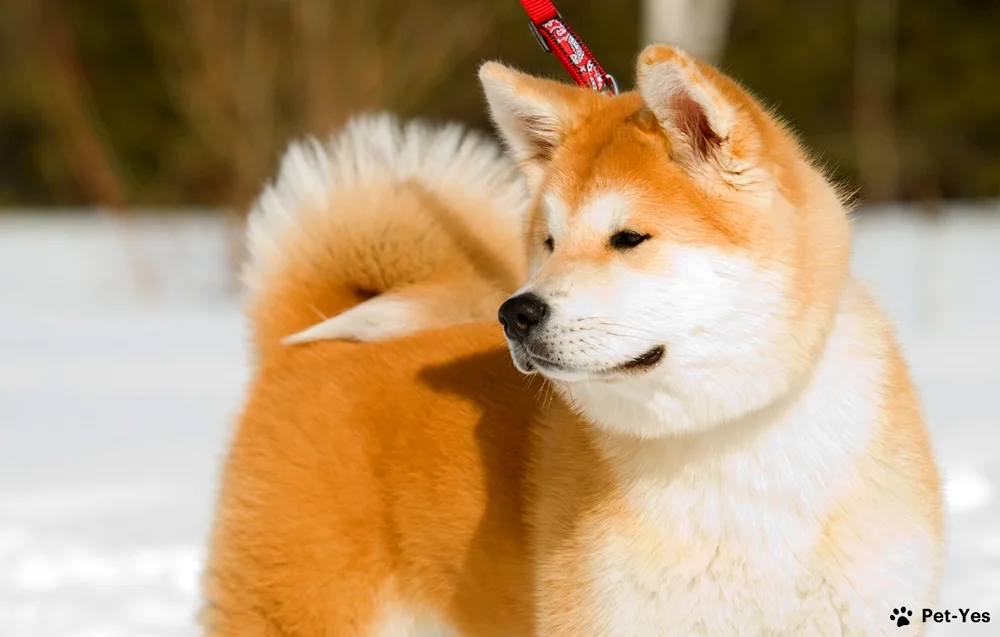 Akita Inu