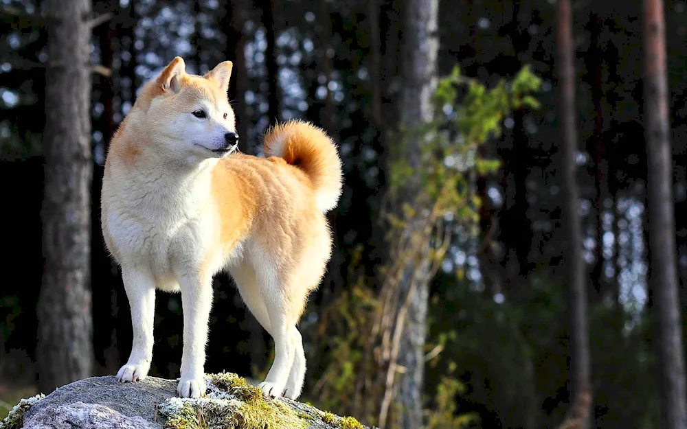 Western Siberian husky husky