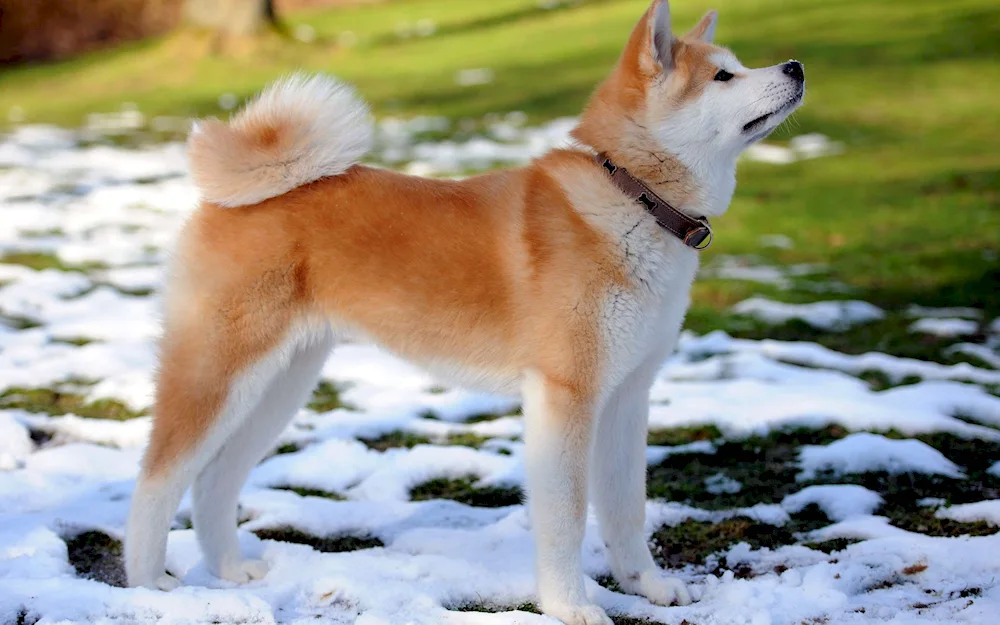 Akita inu