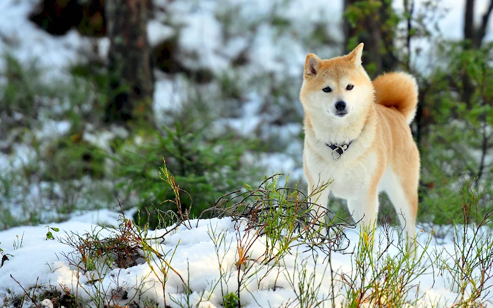 Western Siberian husky redheaded