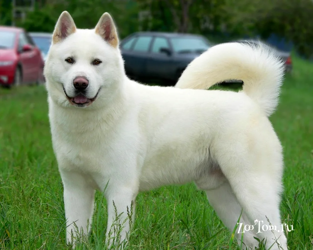 Akita dog. Inu