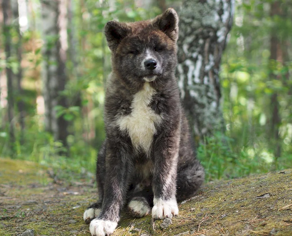 Akita inu tiger