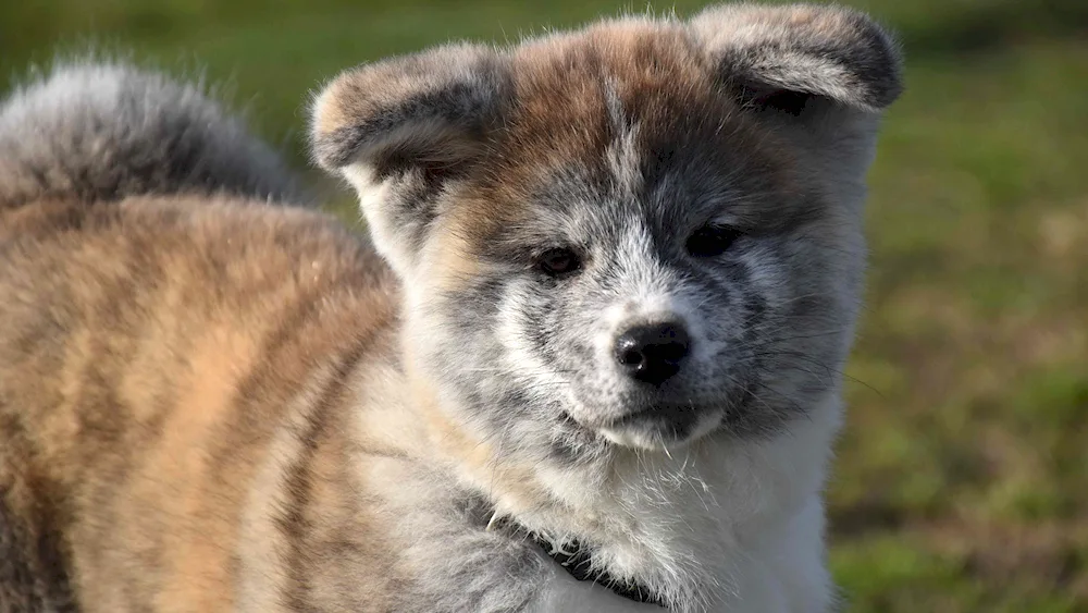 Akita inu tiger