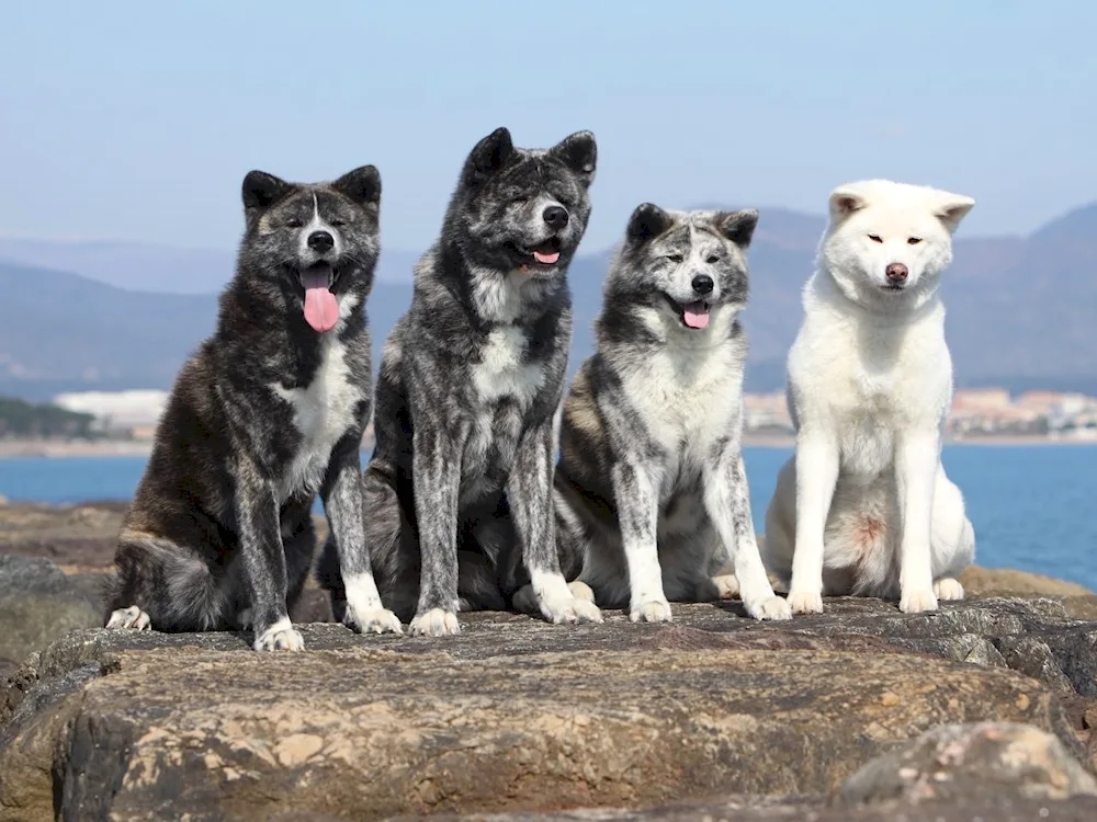 Akita inu tiger. Japanese Akita Inu