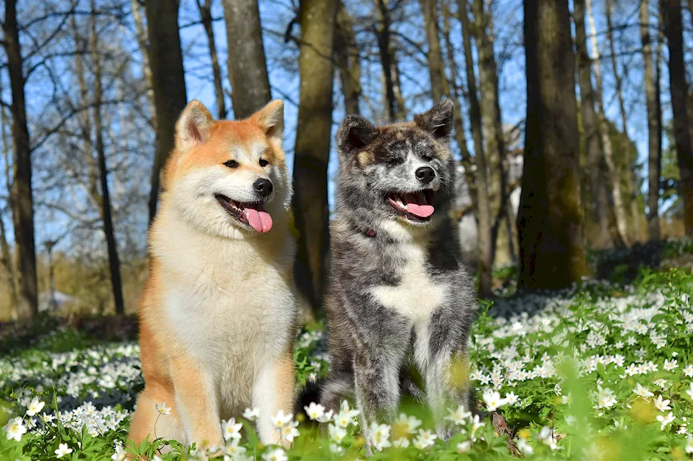 Akita Inu