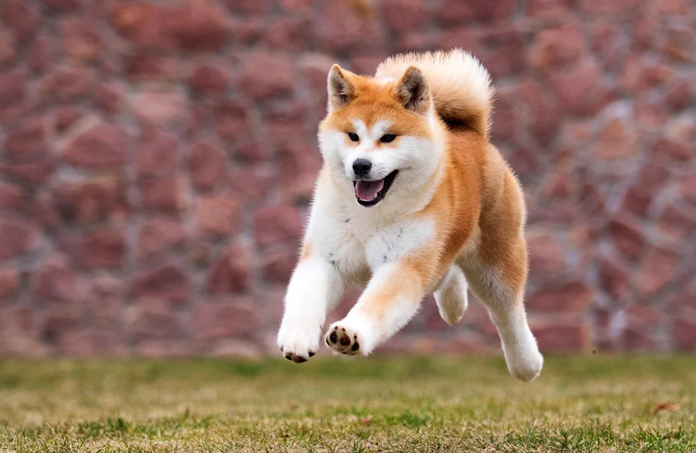 Akita Inu